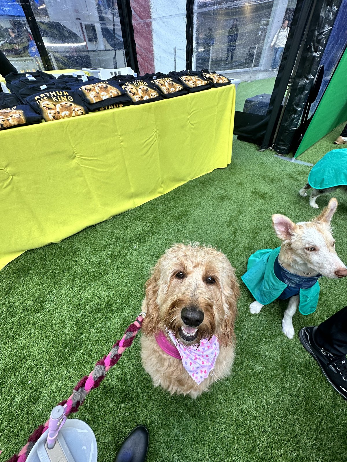 Peach the Goldendoodle smiling on the turf beside another dog at the Arthur the King event