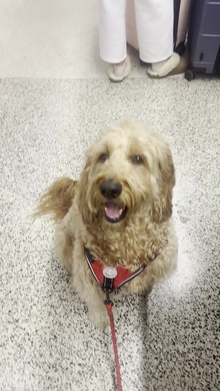 Peach settling at the airport gate during training