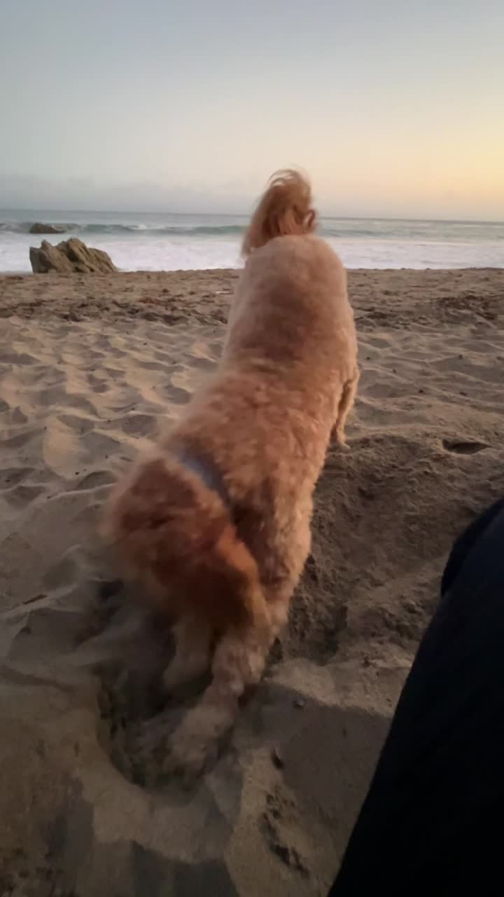 Peach balancing on a paddleboard