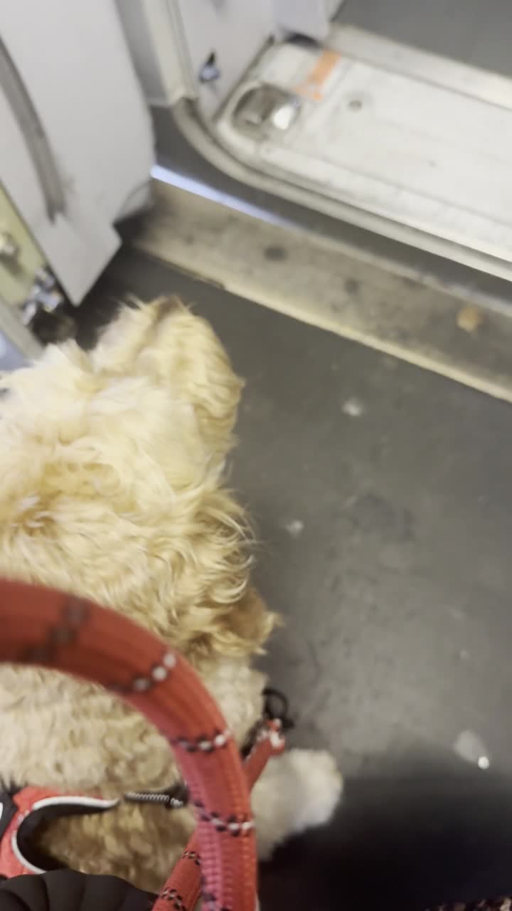 Peach resting on a long travel day
