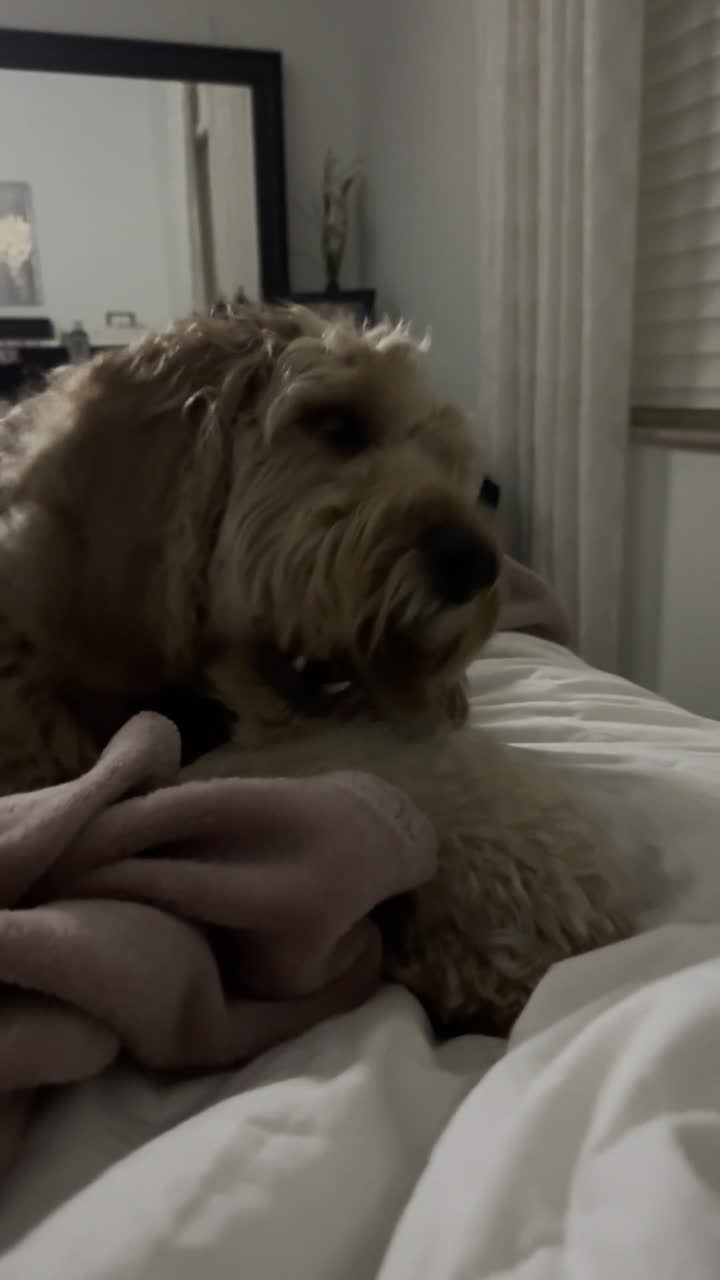 Peach settling into a new hotel room