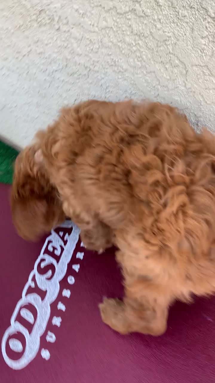 Peach the Goldendoodle swimming in the ocean