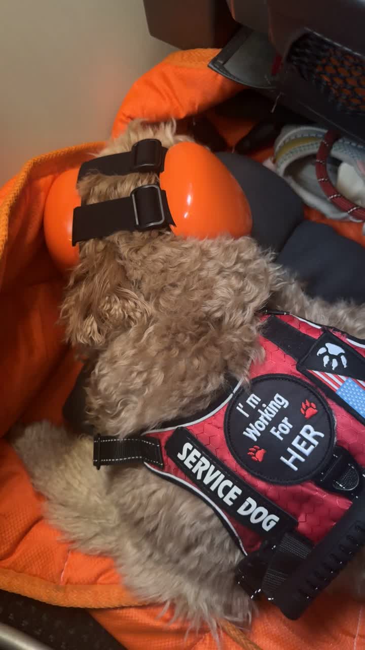 Peach wearing her service dog vest in public
