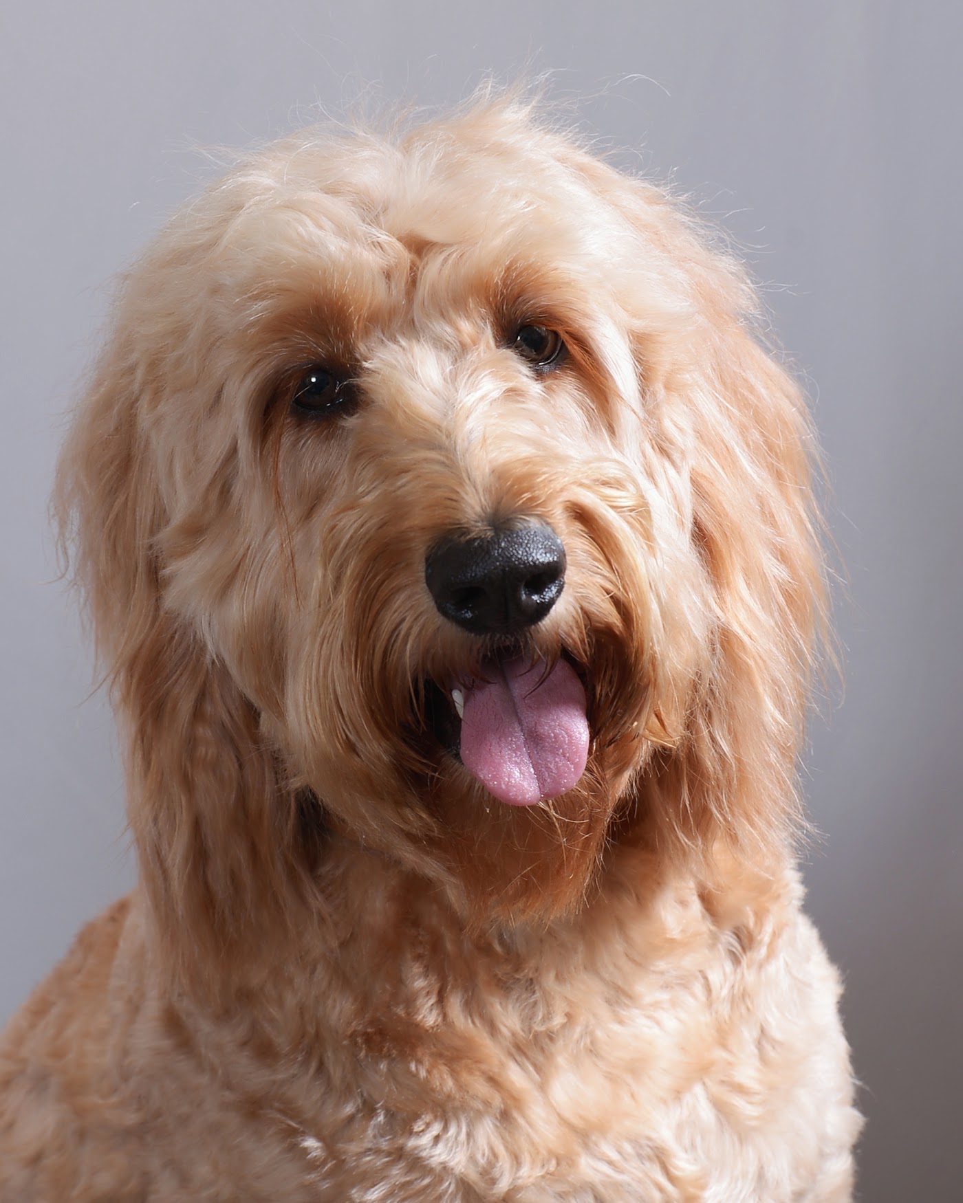 Headshot of Peach the Goldendoodle from the Inquisitive Canine shoot