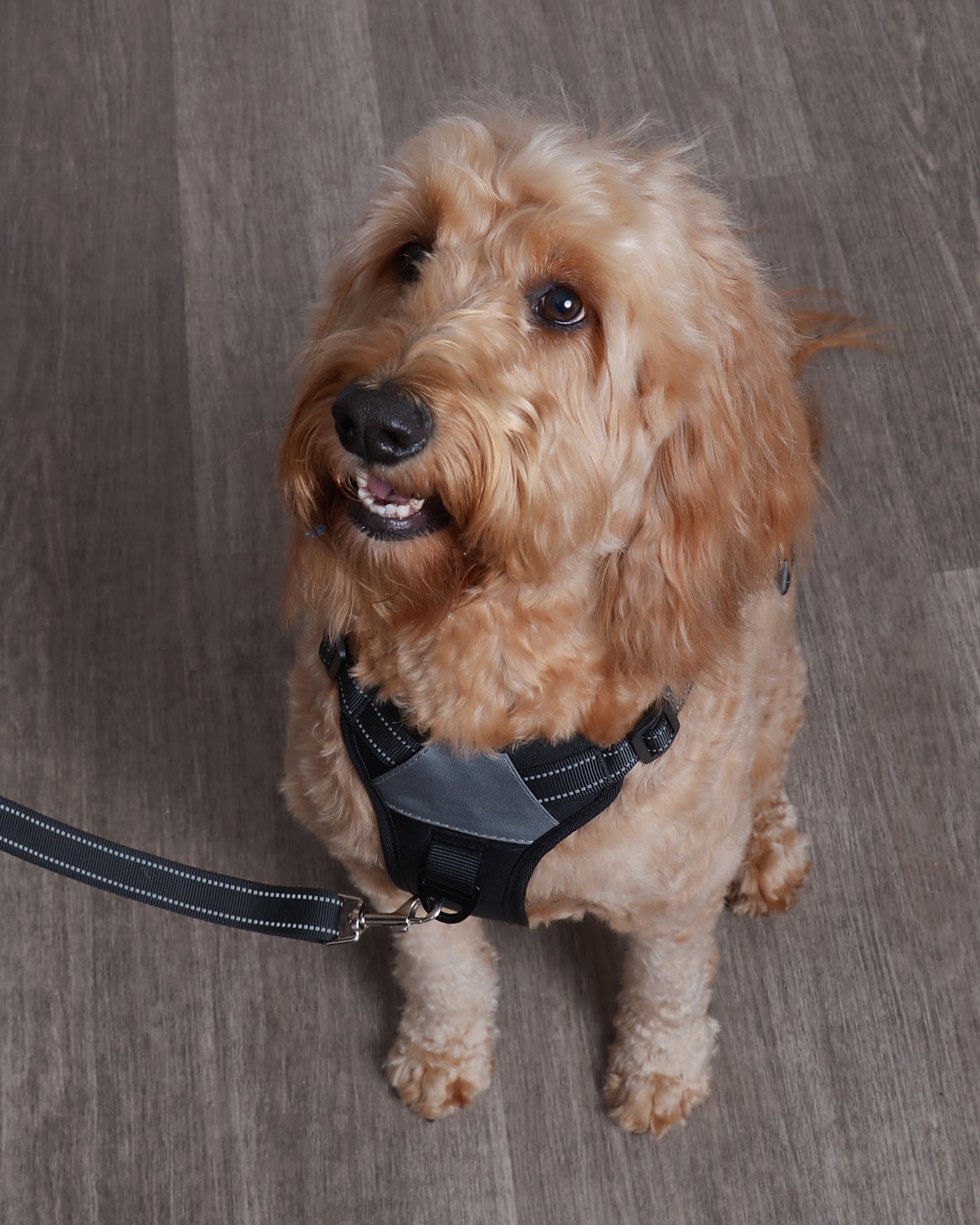Peach the Goldendoodle on leash in an Inquisitive Canine harness