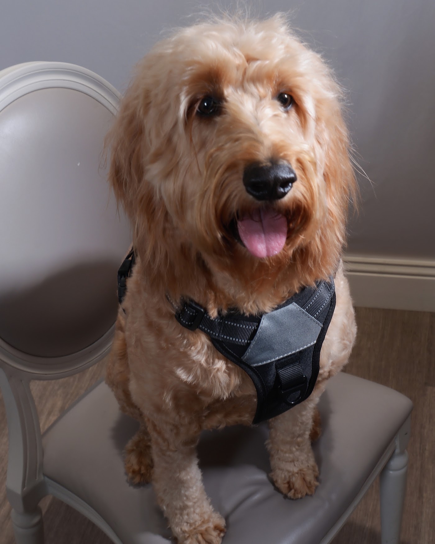 Peach the Goldendoodle smiling on a chair in an Inquisitive Canine harness