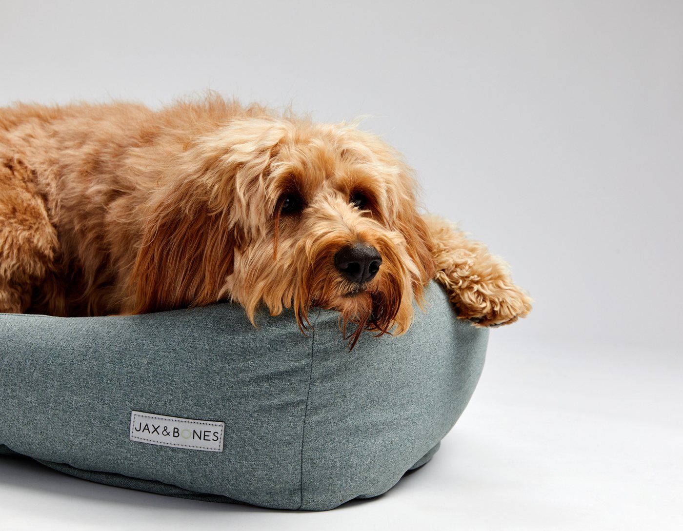 Close up of Peach the Goldendoodle resting her head on a sage Jax and Bones donut bed