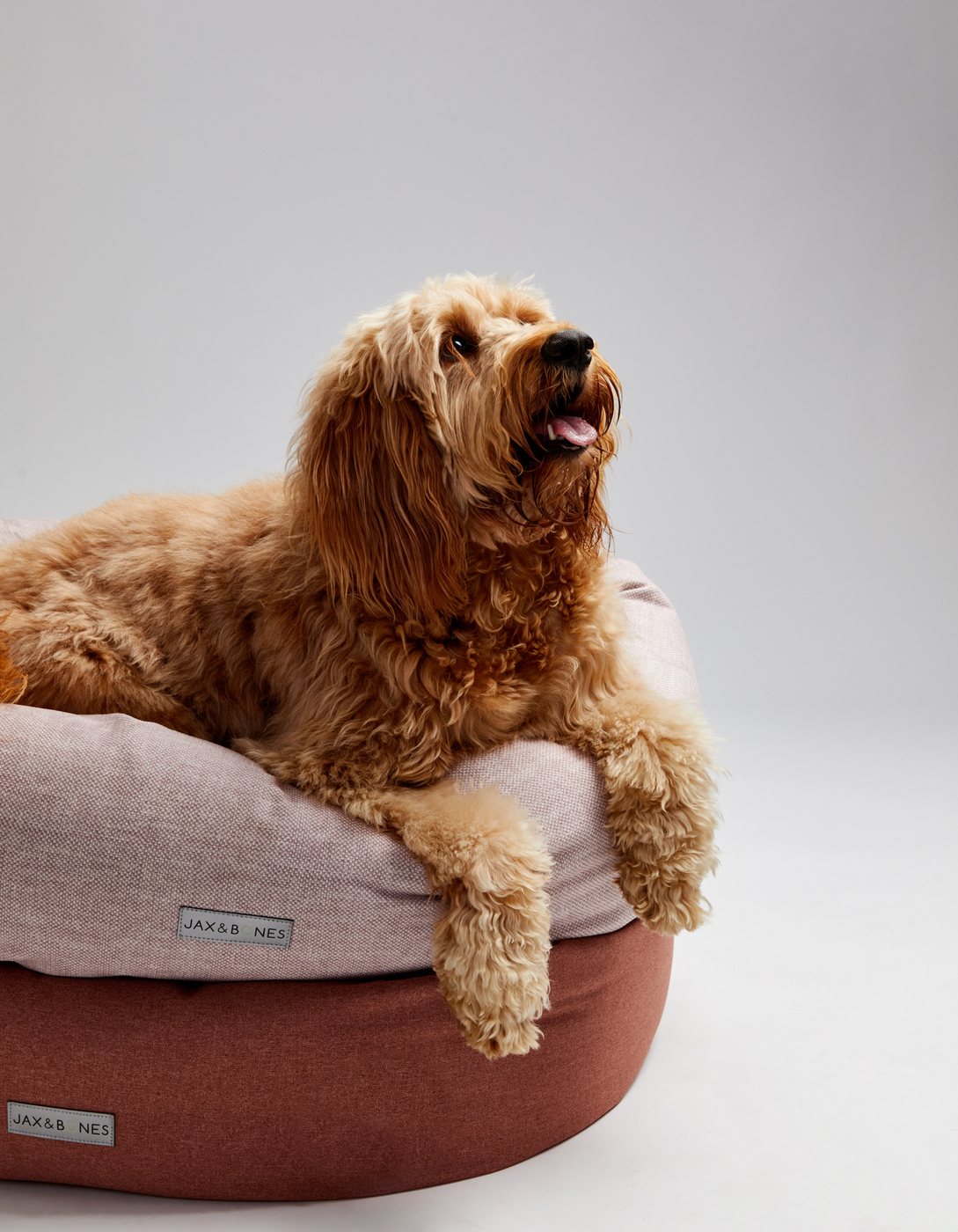 Peach the Goldendoodle draped over stacked blush and terracotta Jax and Bones donut beds