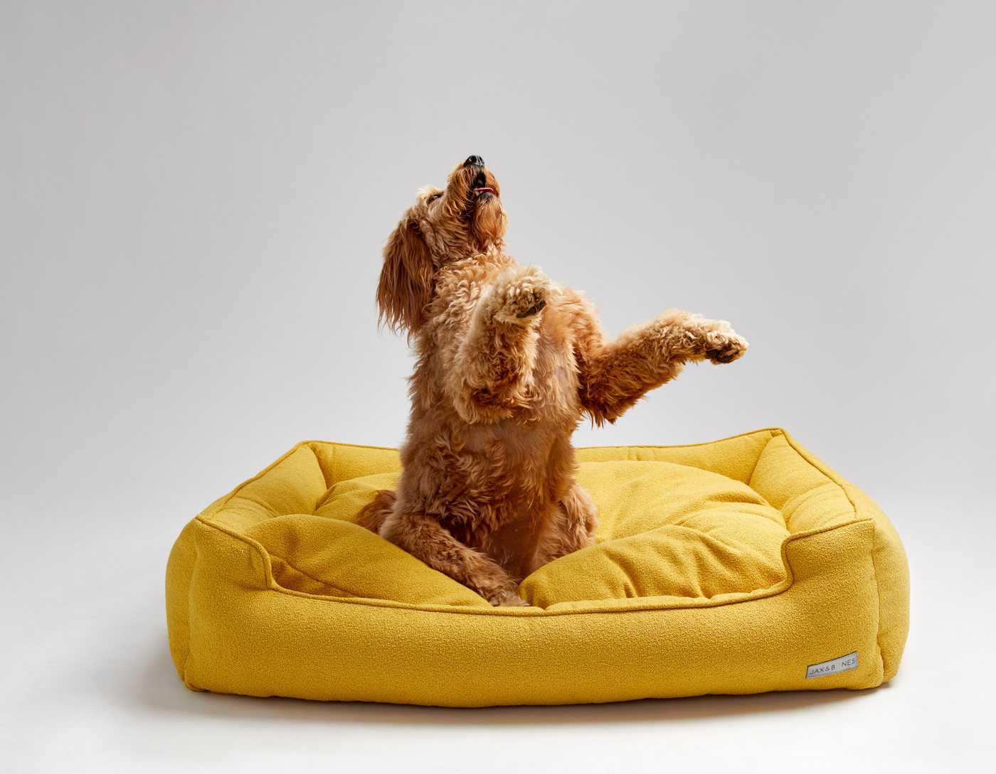 Peach the Goldendoodle sitting pretty with one paw raised on a yellow Jax and Bones lounge bed