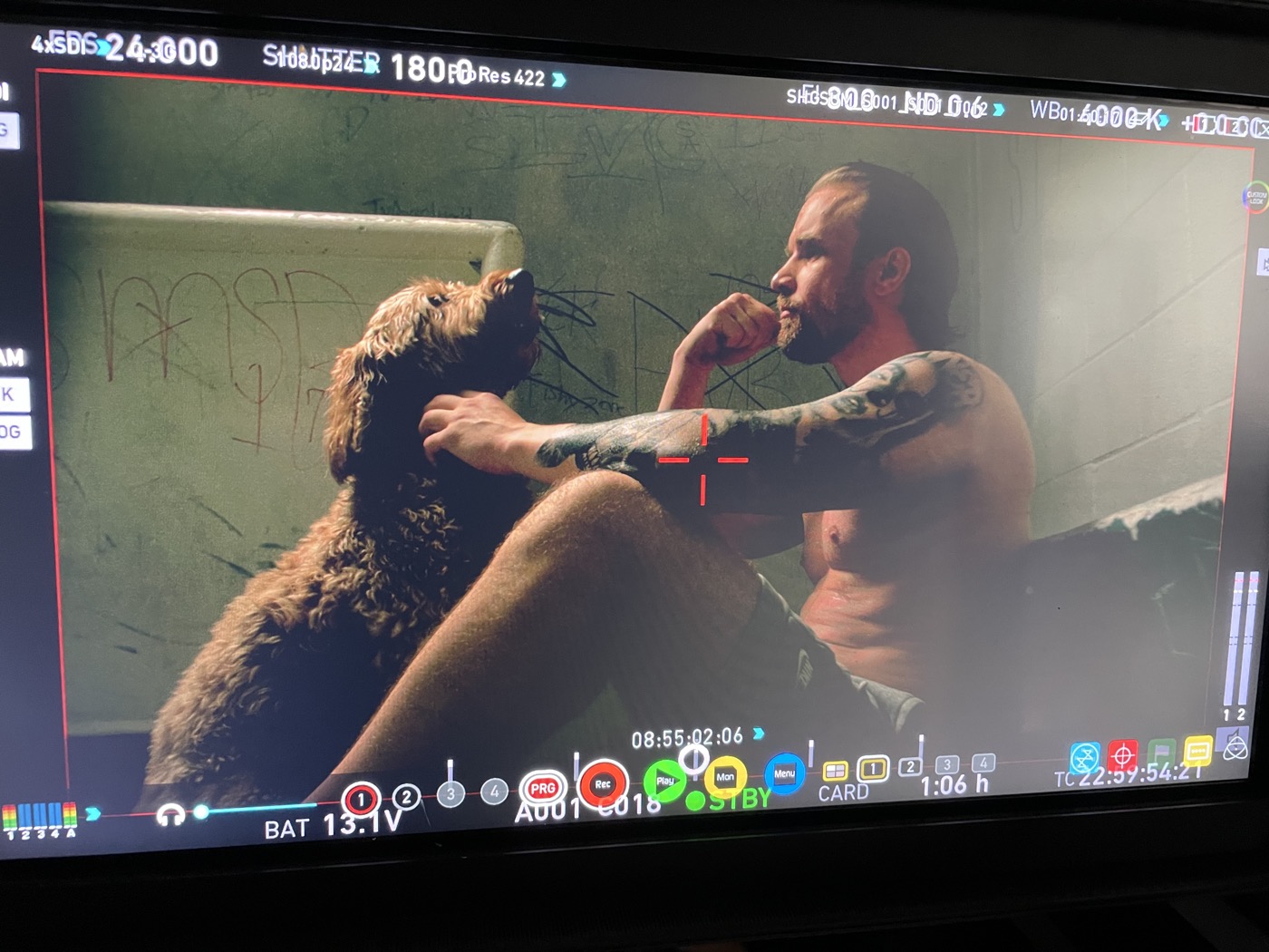 Peach the Goldendoodle on the camera monitor on the set of LIFER