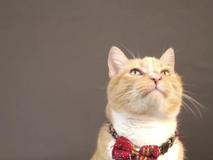 Morrison the ginger tabby cat actor headshot in a red bow tie collar