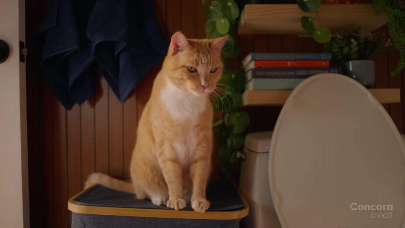 Morrison the ginger tabby cat in the Concora Credit commercial