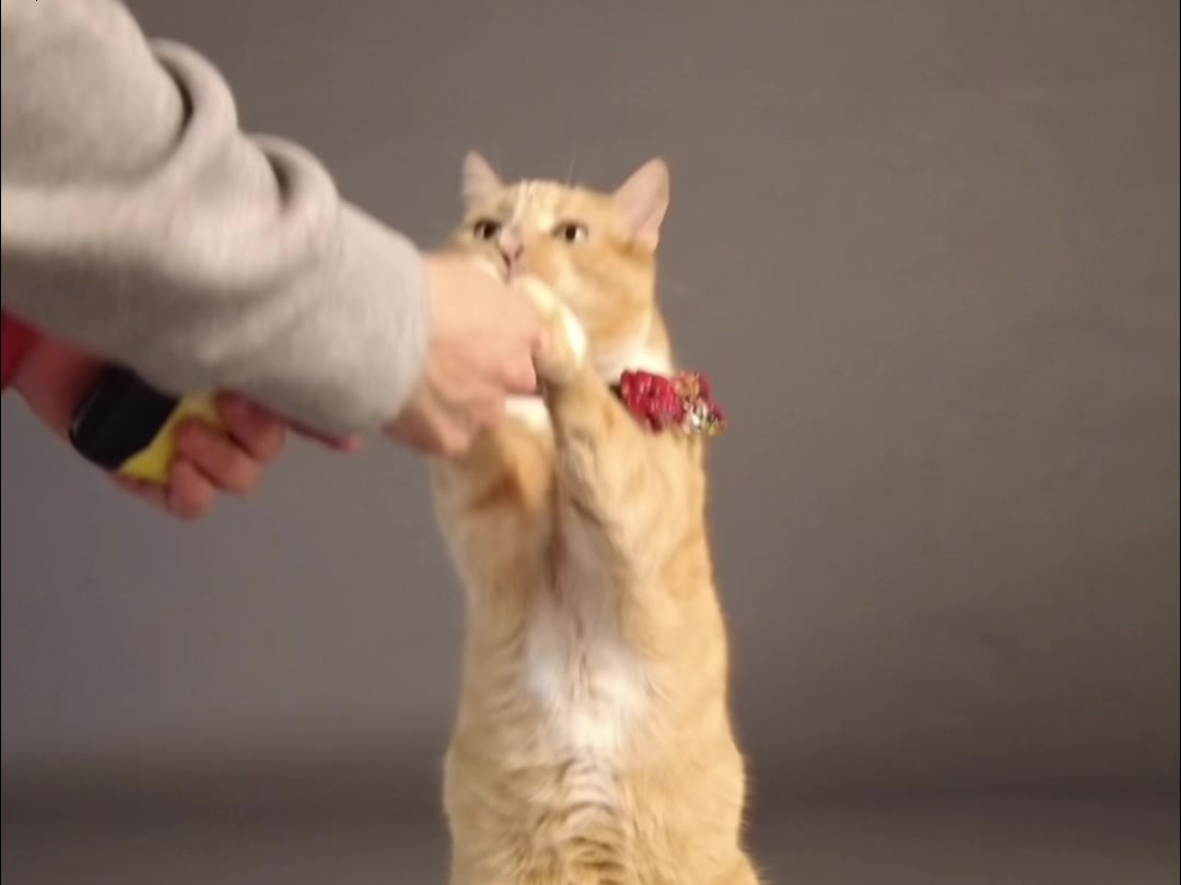 Morrison the ginger tabby cat actor doing sit pretty
