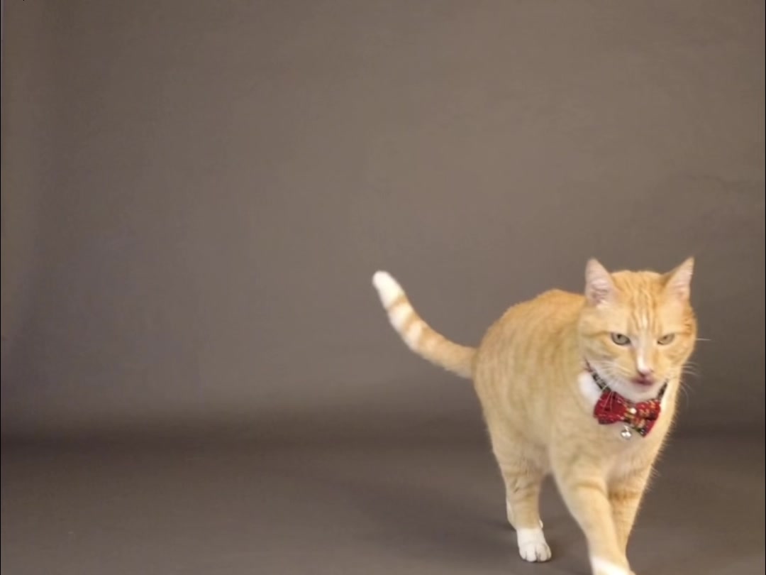 Morrison the ginger tabby cat actor on a grey backdrop
