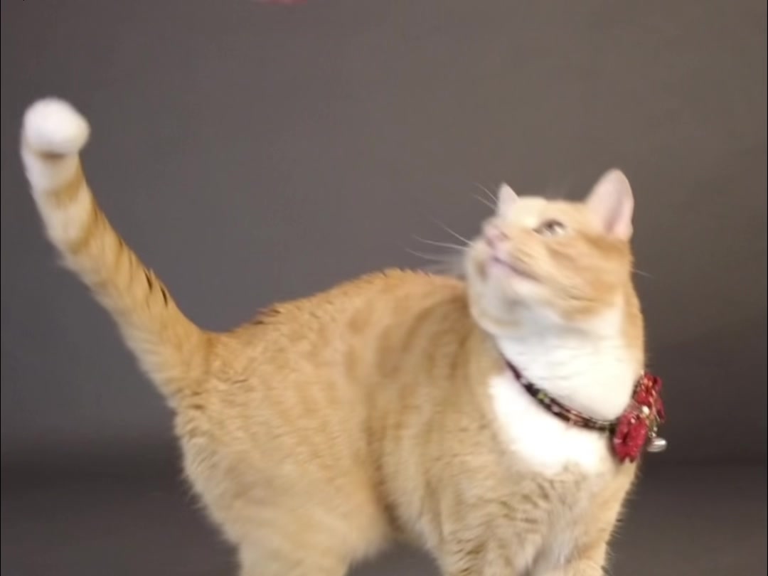 Morrison the ginger tabby cat actor standing in profile, tail up