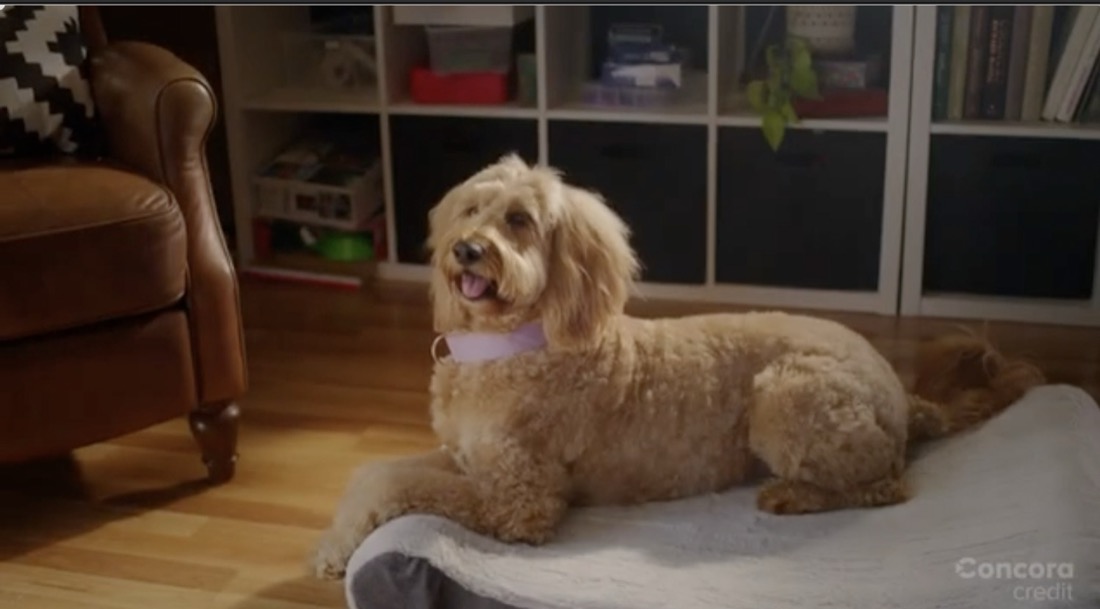 Peach in the Concora Credit commercial