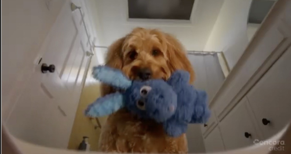 Peach in the Concora Credit commercial