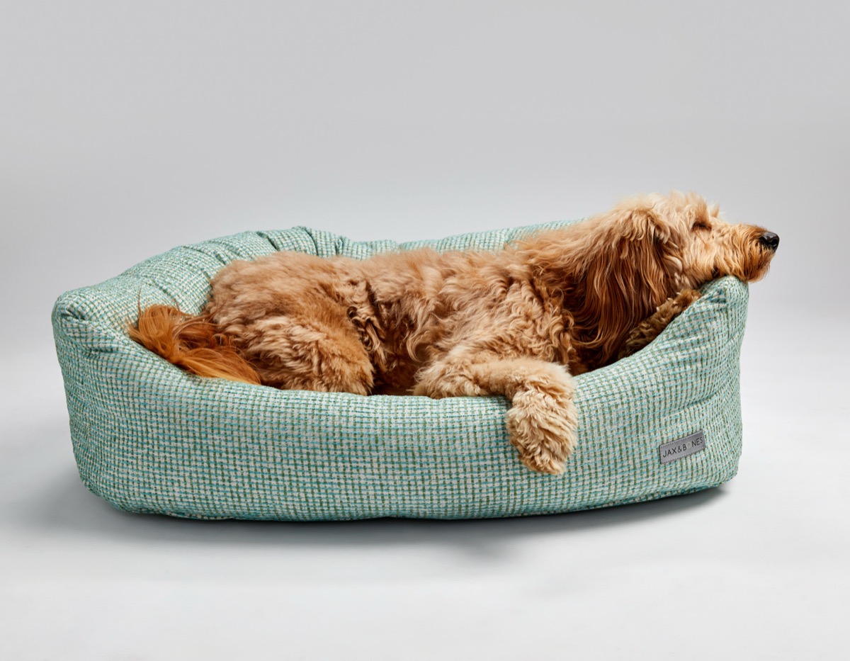 Peach on a Jax and Bones bed