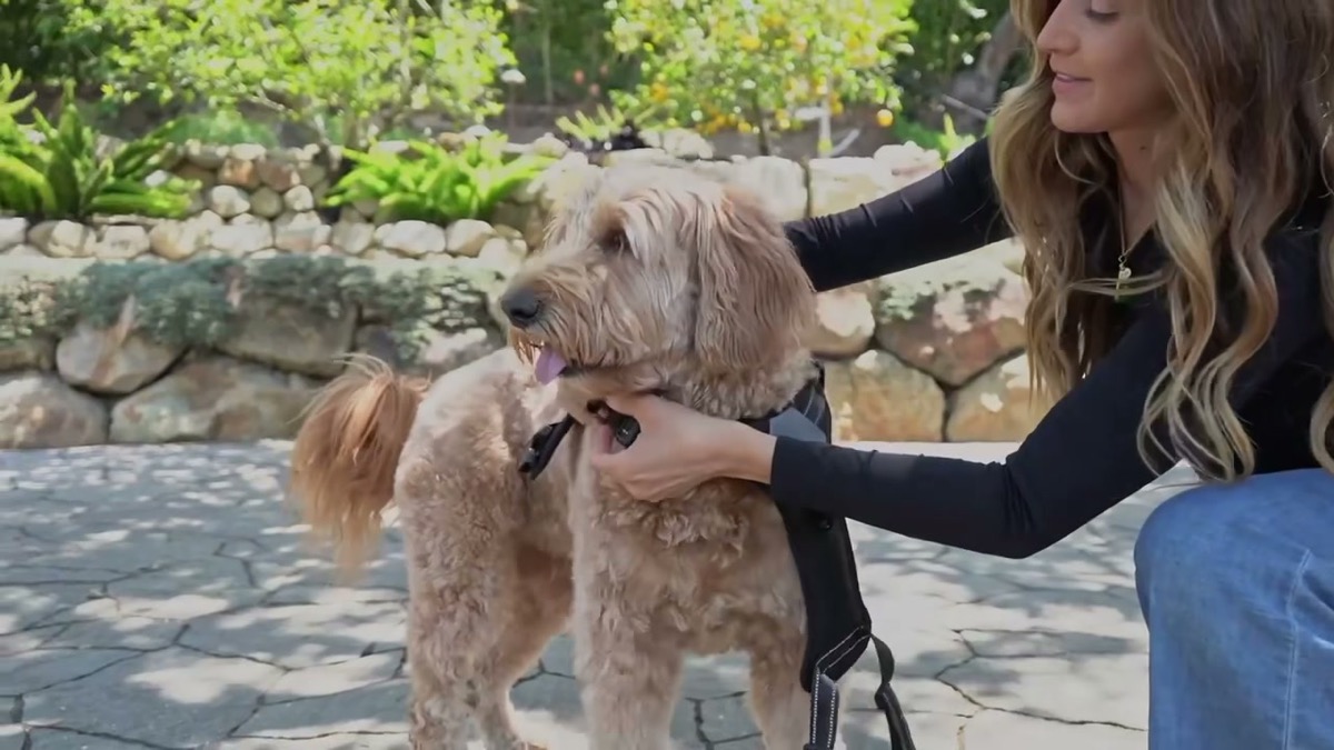 Peach on set with her handler