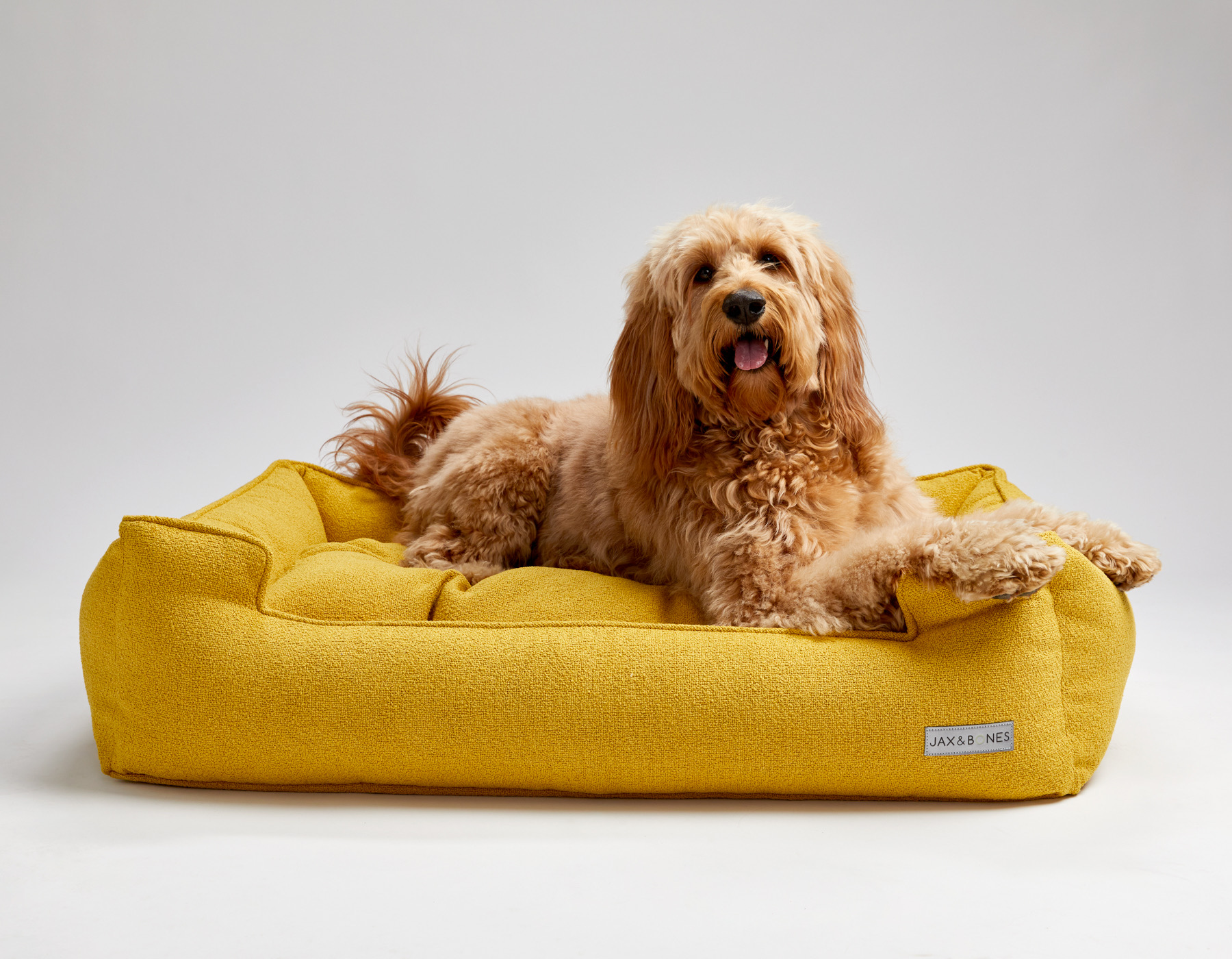 Peach the Goldendoodle dog actor and model in Los Angeles