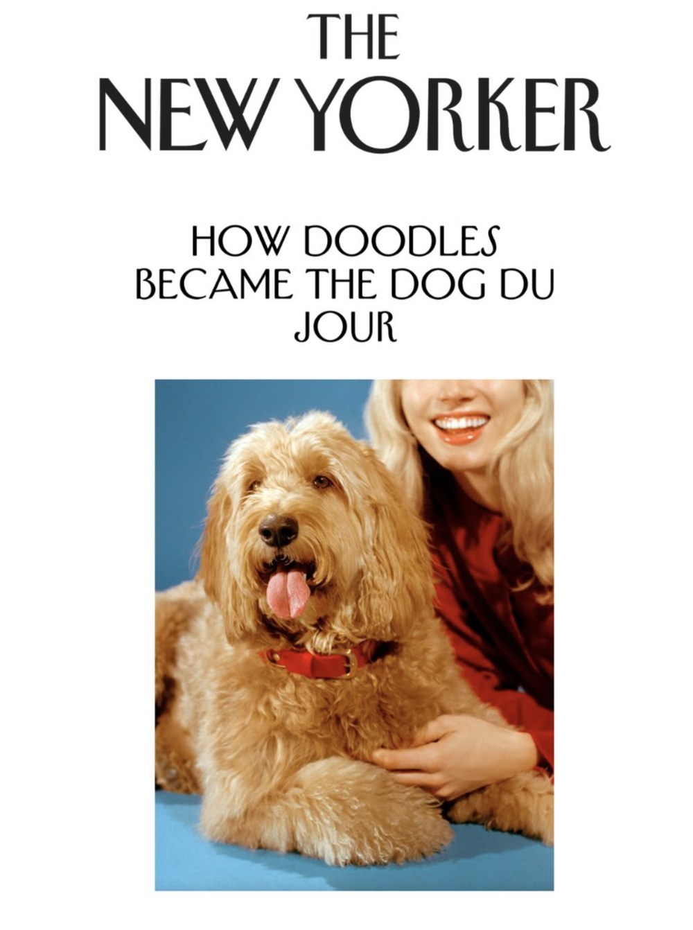 Peach the Goldendoodle featured in The New Yorker, &ldquo;How Doodles Became the Dog Du Jour&rdquo;