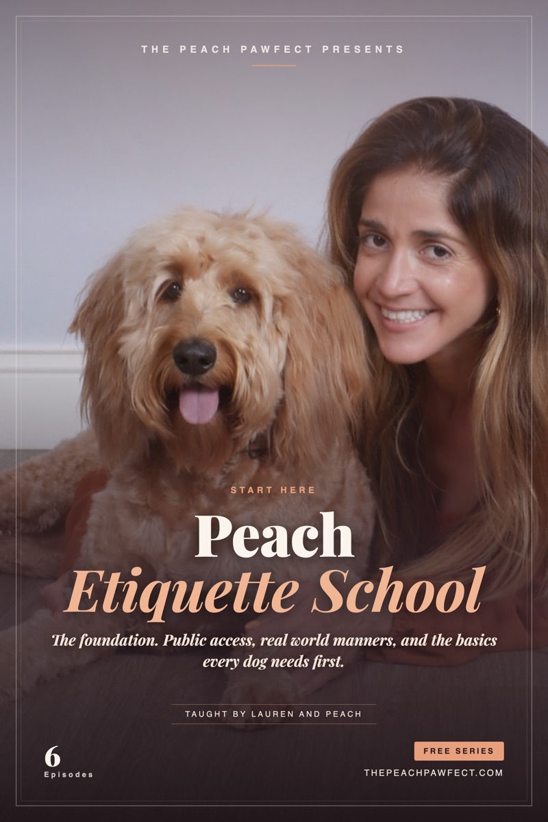 Peach the Goldendoodle in her service vest, Etiquette School poster