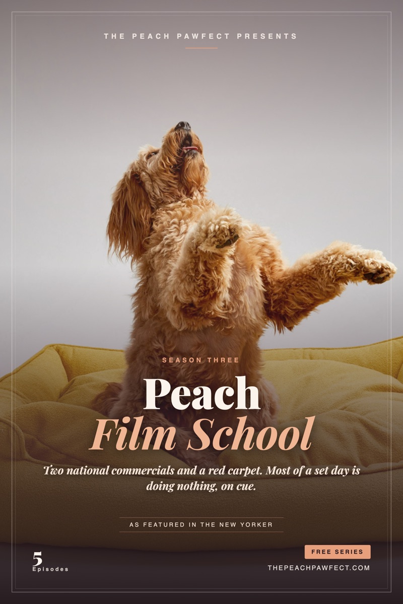 Peach the Goldendoodle performing on cue, Film School poster