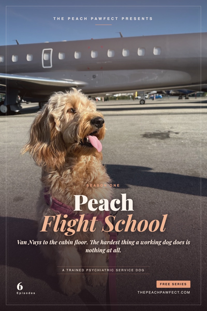 Peach the Goldendoodle service dog by a private jet, Flight School poster