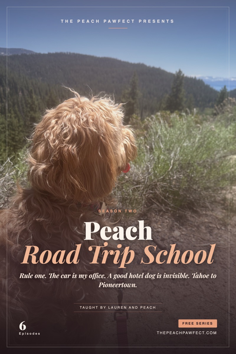 Peach the Goldendoodle on a Tahoe trail, Road Trip School poster