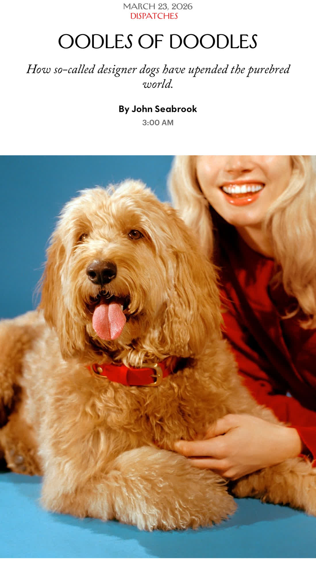 Peach the Goldendoodle photographed for The New Yorker article Oodles of Doodles by John Seabrook