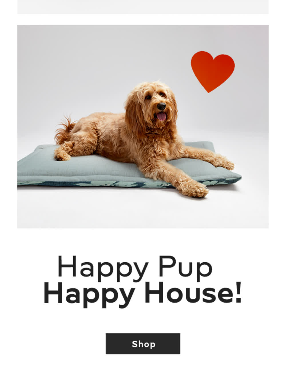 Peach the Goldendoodle in the Jax and Bones Happy Pup Happy House campaign