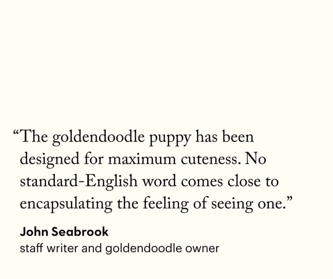 Pull quote from John Seabrook's New Yorker piece on goldendoodles