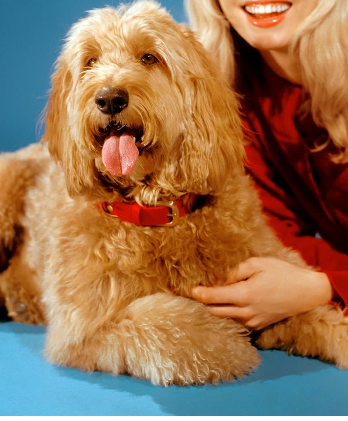 Peach the Goldendoodle dog actor photographed by Kelia Anne for The New Yorker