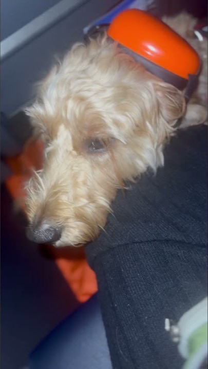 Peach the service dog on a red eye flight from LAX to MIA
