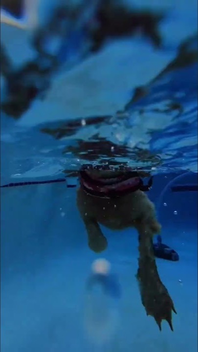 Peach the Goldendoodle swimming on a pool day
