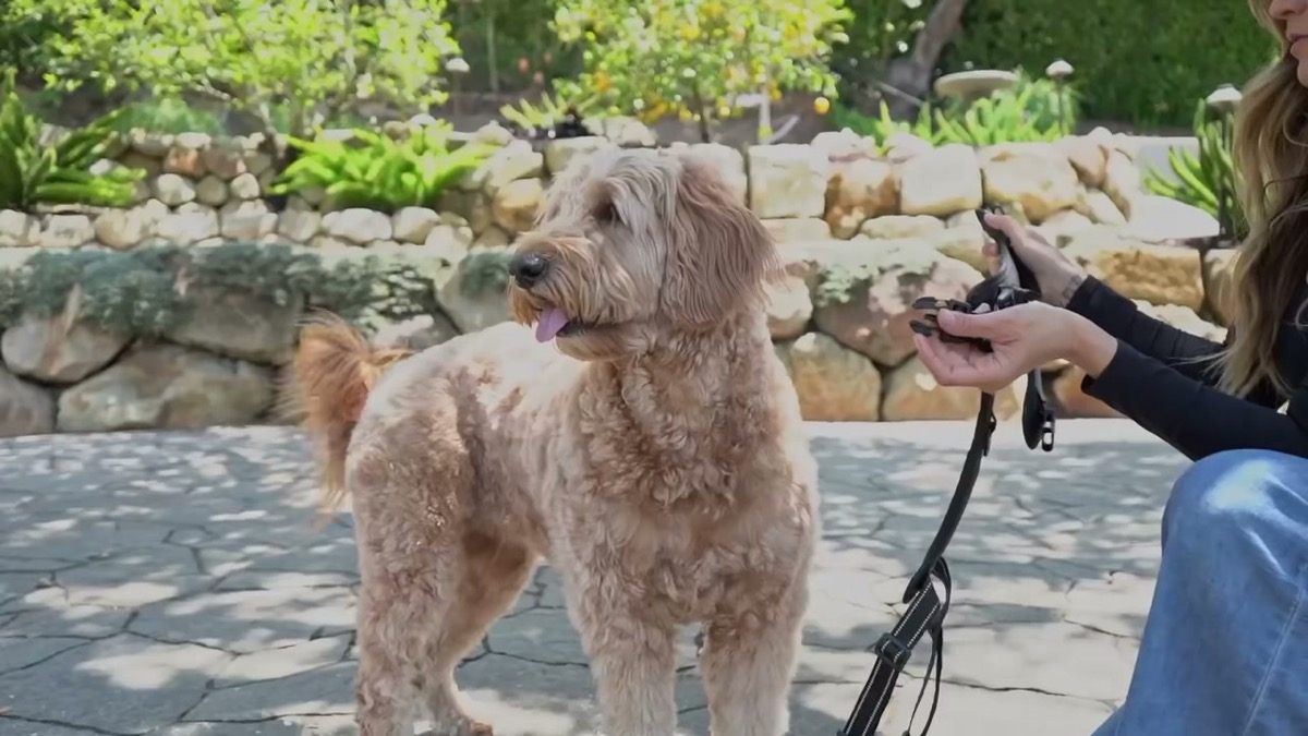 Peach the Goldendoodle outdoors on a trail day