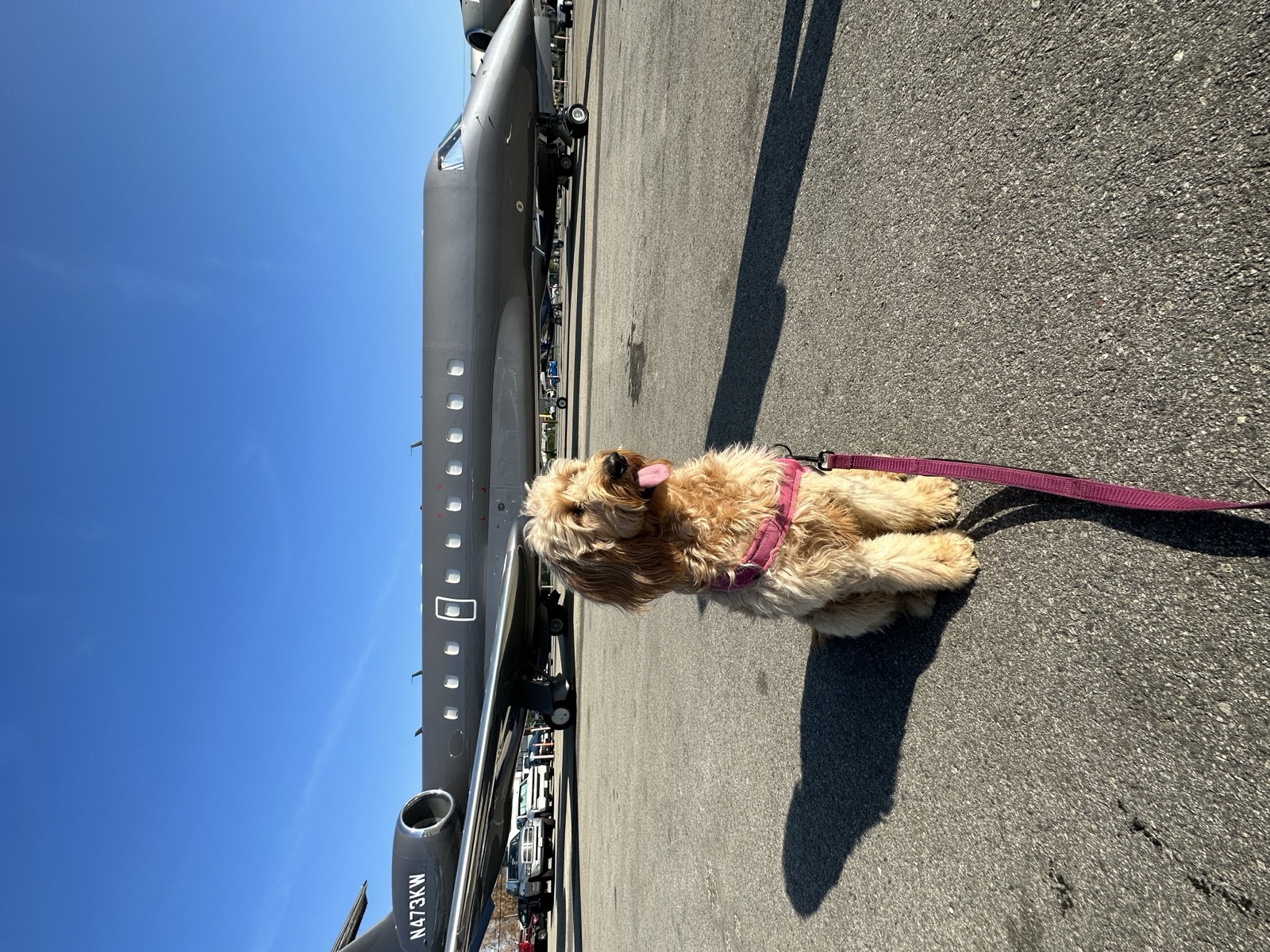 Peach the Goldendoodle service dog sitting in front of a private jet at Van Nuys Airport