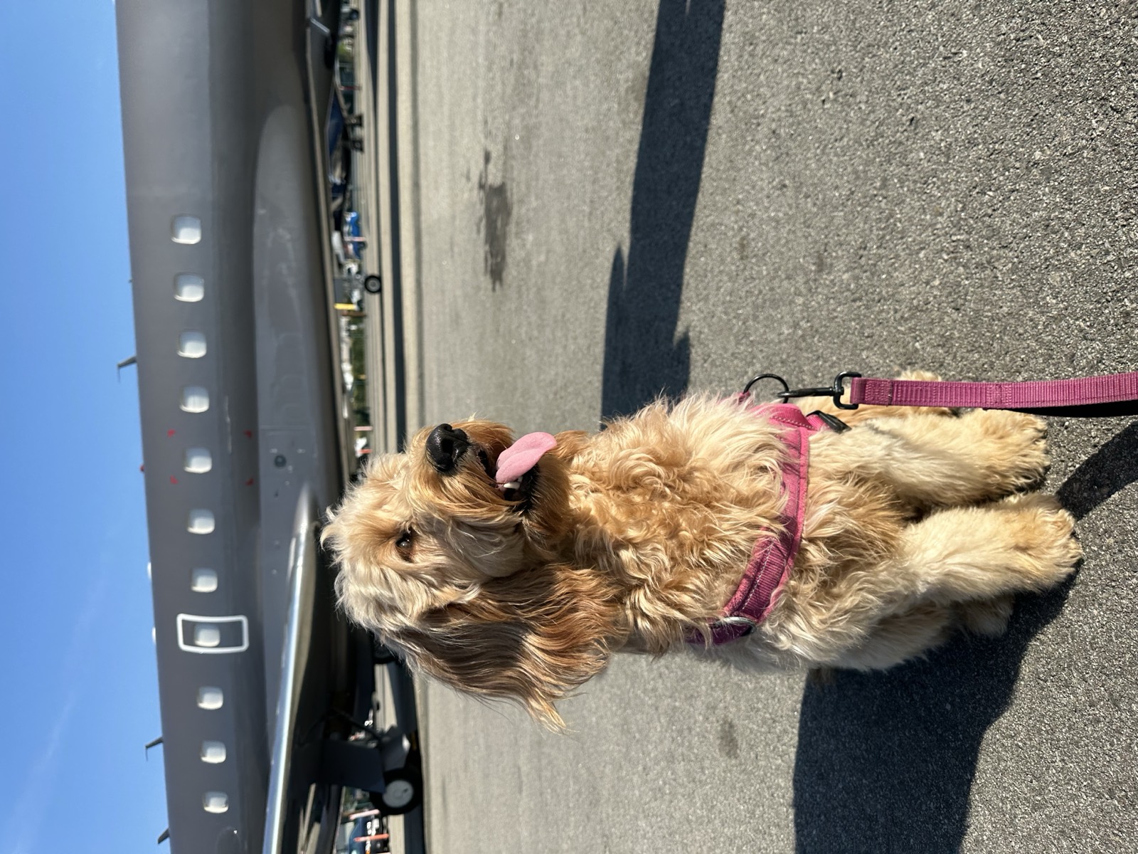 Peach the Goldendoodle service dog close up on the tarmac at Van Nuys Airport