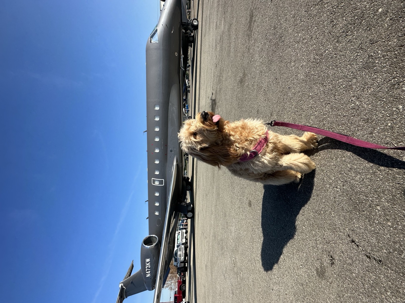 Peach the Goldendoodle waiting on the ramp at Van Nuys Airport