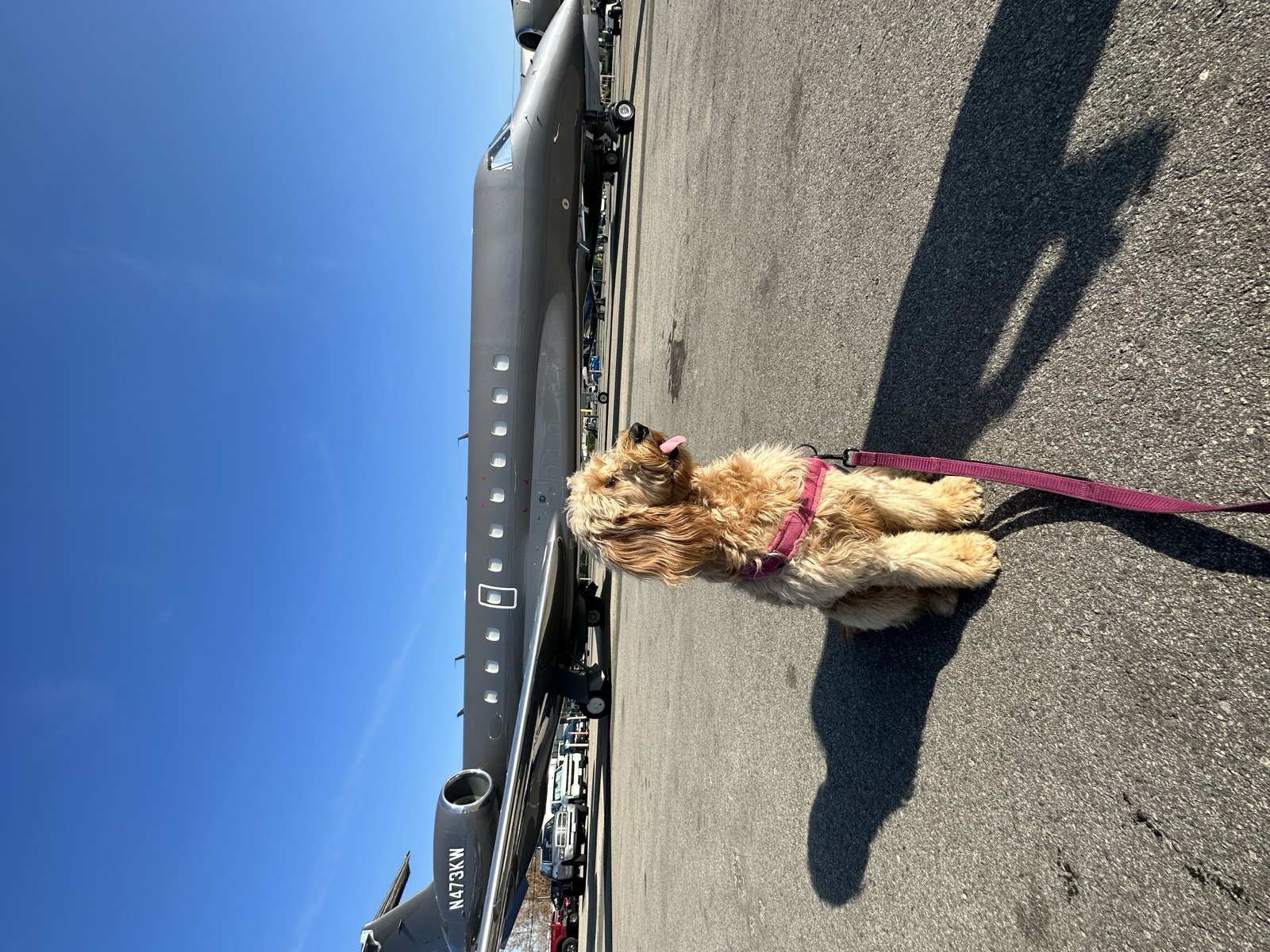 Peach the service dog sitting beside a private jet at Van Nuys Airport