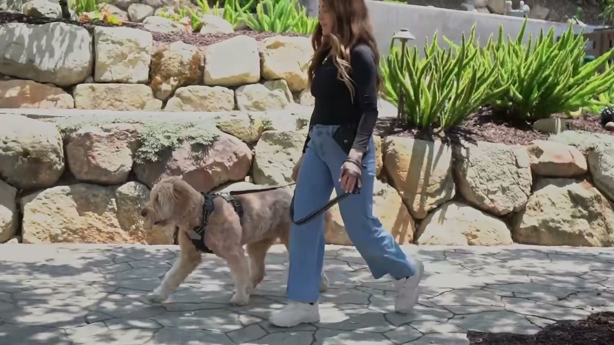 Peach walking on leash in her harness